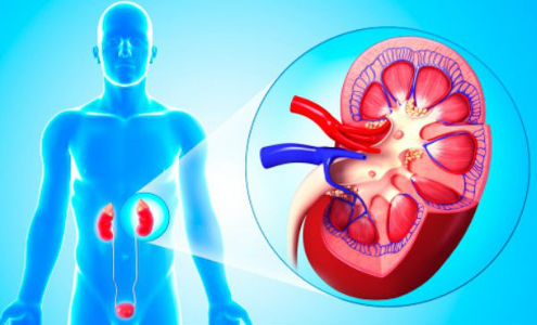 Eliminación renal de medicamentos • Soy tu Farmacia de Guardia